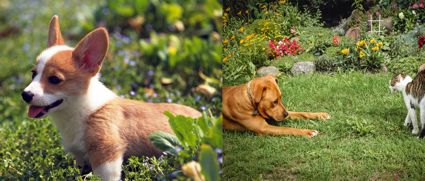 Light Blue XS Dog Collar with Bell, Reflective Cat Collars Girl Soft Adjustable Buckle for XXS XSmall Extra Small Puppy Female Male Tiny Pets Dogs Boy Kitten Yorkie X-Small