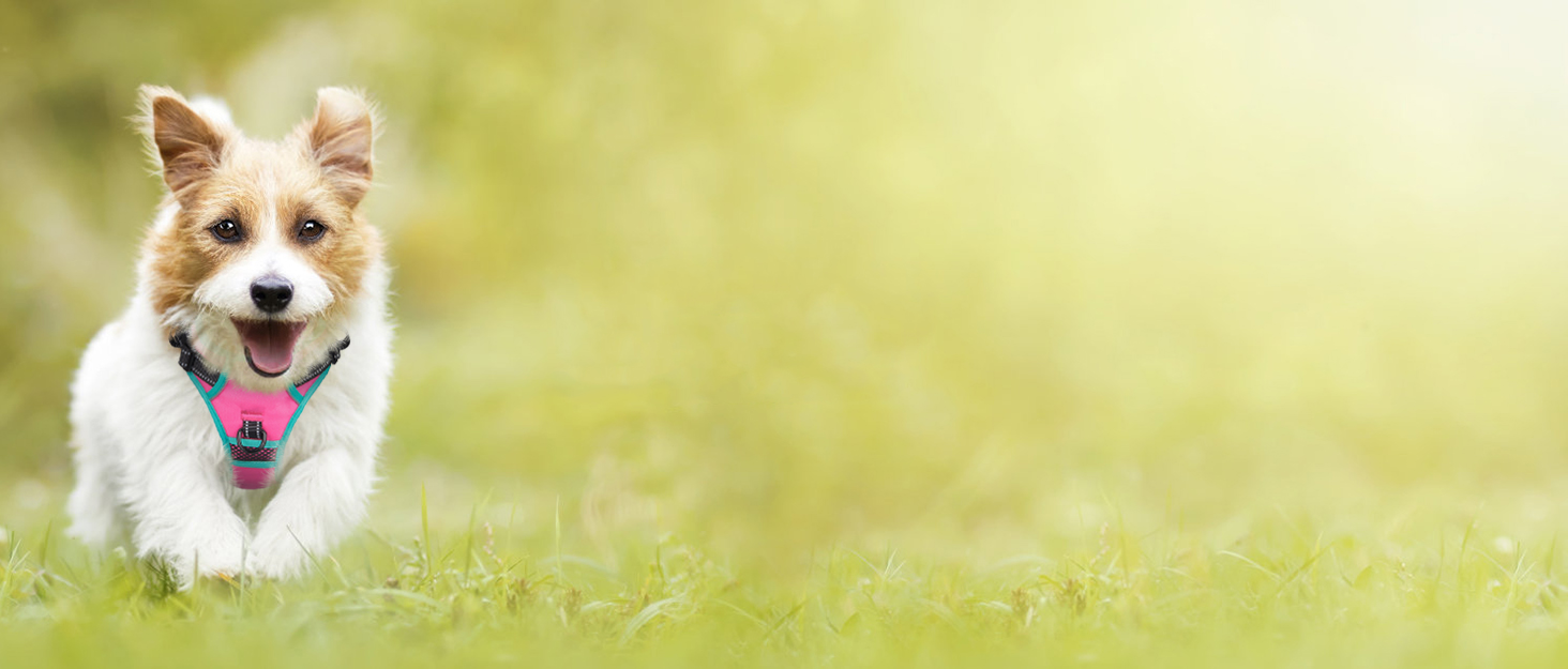 PHOEPET Reflective Dog Harness Large Breed Adjustable No Pull Vest with with Handle 2 Metal Rings 3 Buckles [Easy to Put on & Take Off](L, Orange)