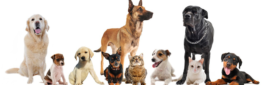 Light Blue XS Dog Collar with Bell, Reflective Cat Collars Girl Soft Adjustable Buckle for XXS XSmall Extra Small Puppy Female Male Tiny Pets Dogs Boy Kitten Yorkie X-Small